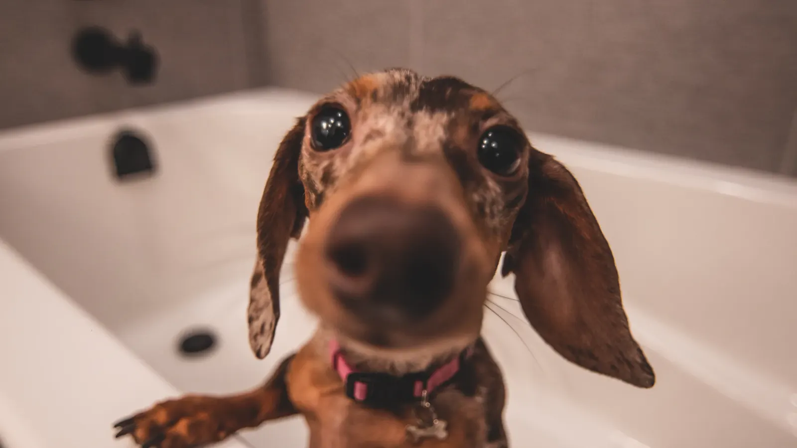 Dachshund na banheira branca esperando o banho