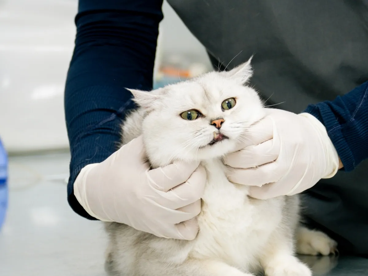 Gato em atendimento na mesa da clínica veterinária