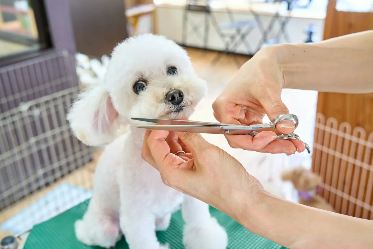 Cão de pelo branco sendo tosado com tesoura na mesa de estética